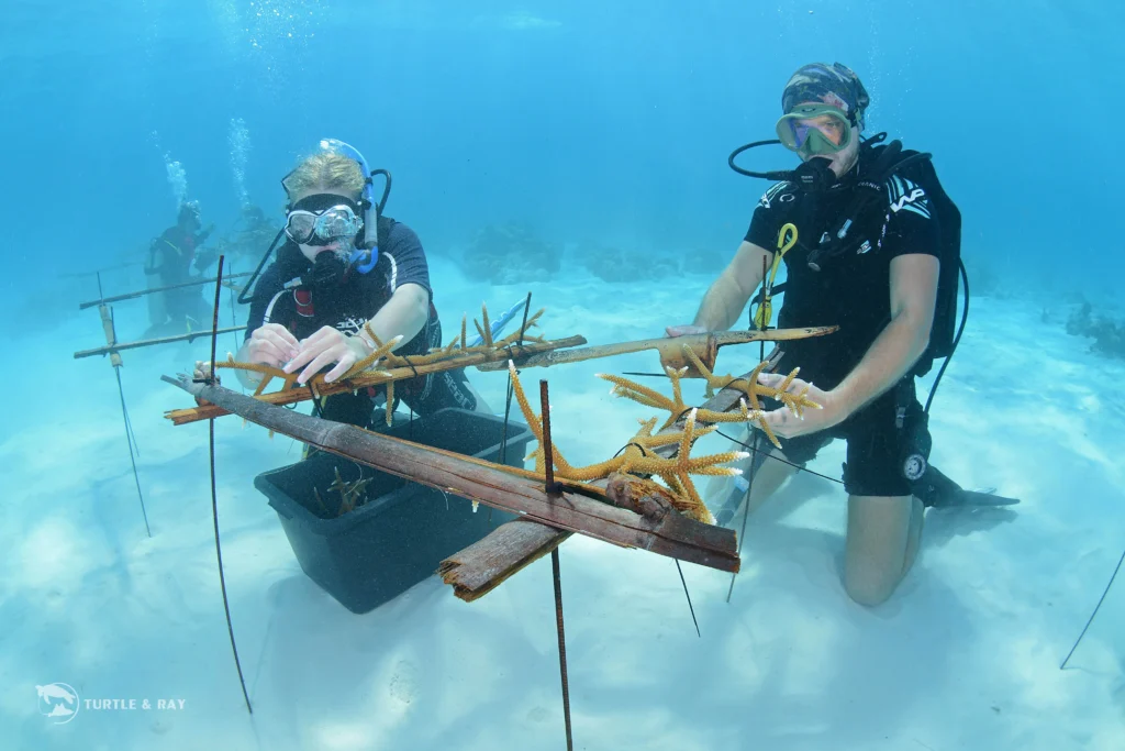 Koraalbescherming door duik- en snorkel operators