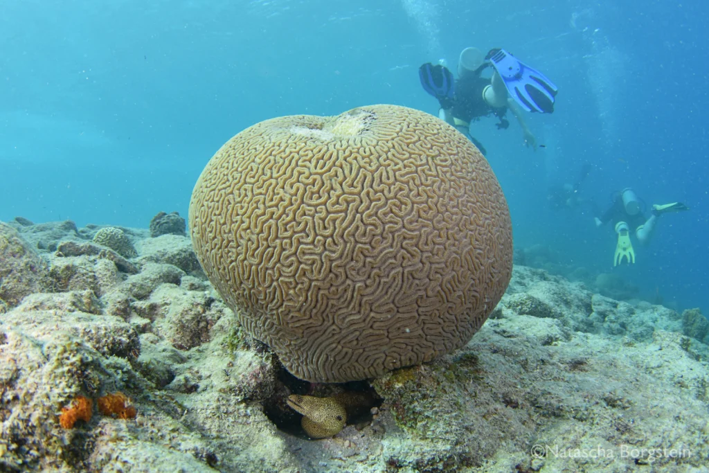 Hersenkoraal op een koraalrif in Curaçao