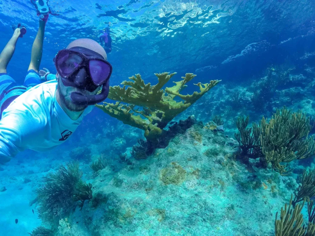 Elandgeweikoraal op een koraalrif in Curaçao 